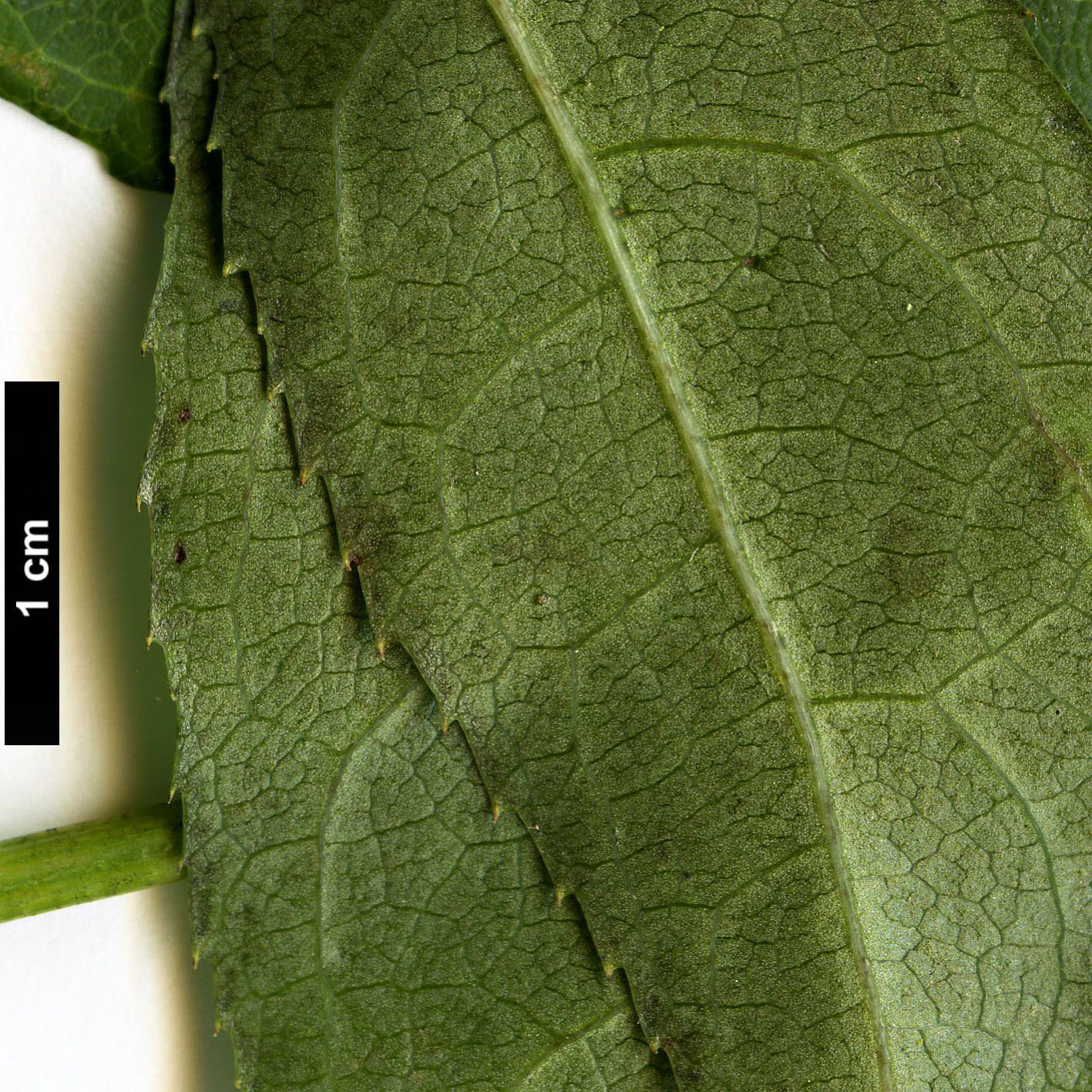 High resolution image: Family: Araliaceae - Genus: Eleutherococcus - Taxon: leucorrhizus High resolution image: Family: Araliaceae - Genus: Eleutherococcus - Taxon: leucorrhizus